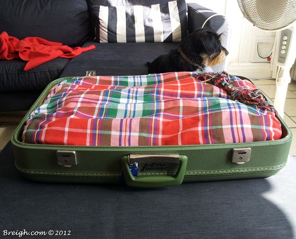 Old Suitcase Turned Dog Bed