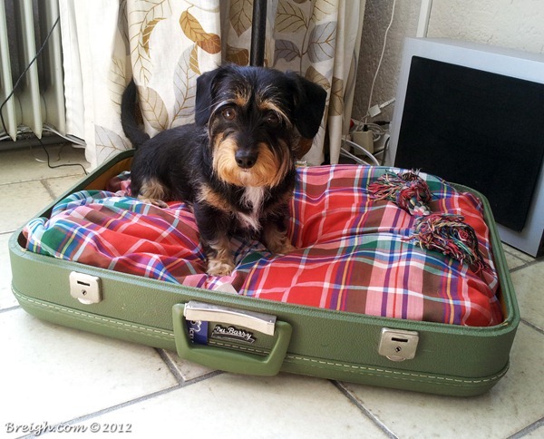 Old Suitcase Turned Dog Bed